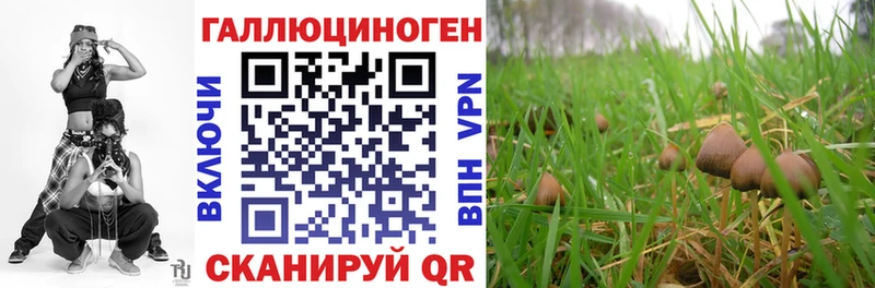 Галлюциногенные грибы Psilocybine cubensis  хочу   Суджа 